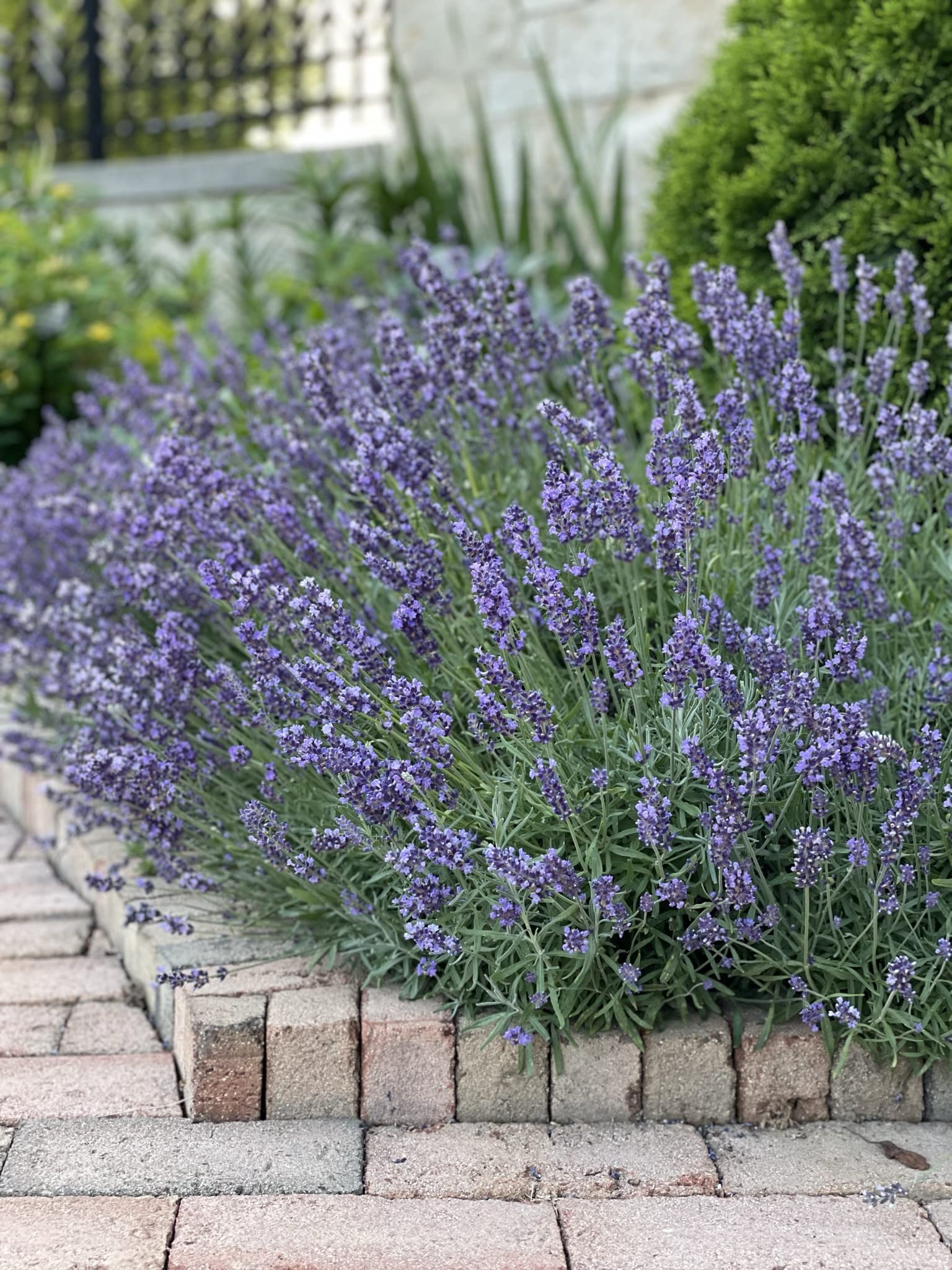 Sereniseed open-pollinated herb seeds ready to plant in your garden