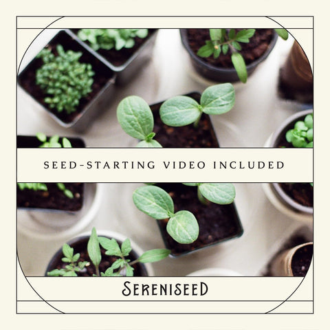 Sereniseed Oregano seeds pack closeup enables flavorful Italian dishes at home.