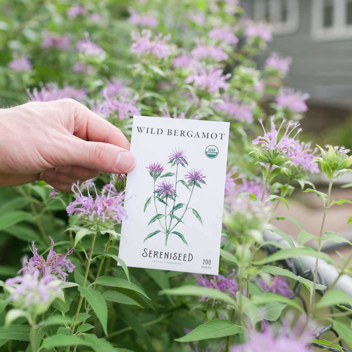 Sereniseed organic herb seeds label highlights non-GMO, open-pollinated varieties