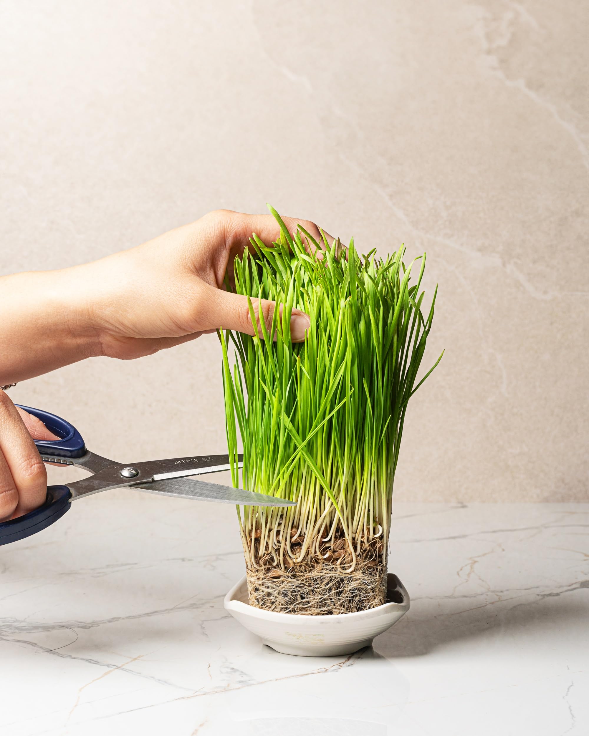 Wheatgrass seeds stored in a climate-controlled cooler for steady germination.