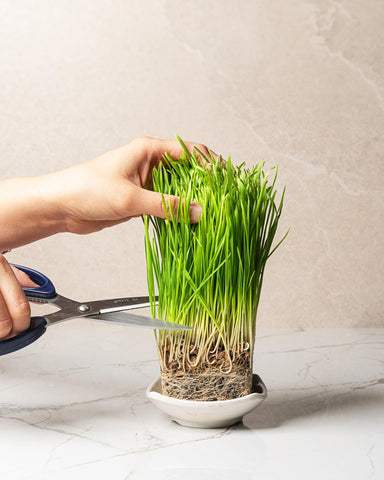 Wheatgrass seeds stored in a climate-controlled cooler for steady germination.