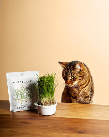 Sereniseed wheatgrass on a sprouting tray, ideal for quick microgreens.