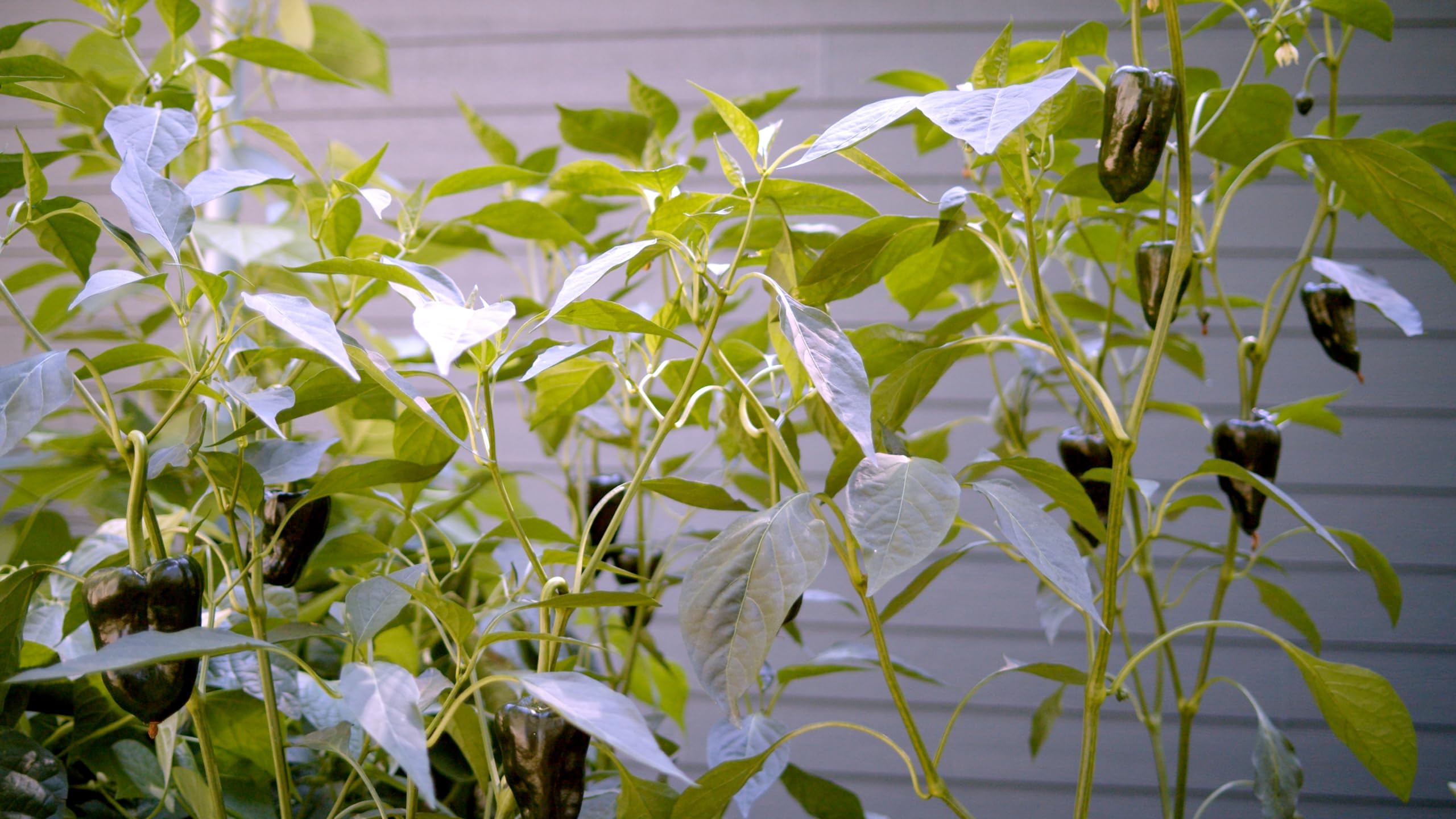 Garden scene with Sereniseed peppers maturing for a harvest-ready plot.