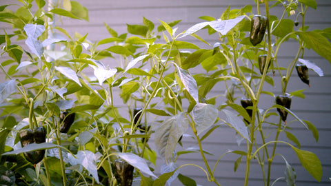 Garden scene with Sereniseed peppers maturing for a harvest-ready plot.