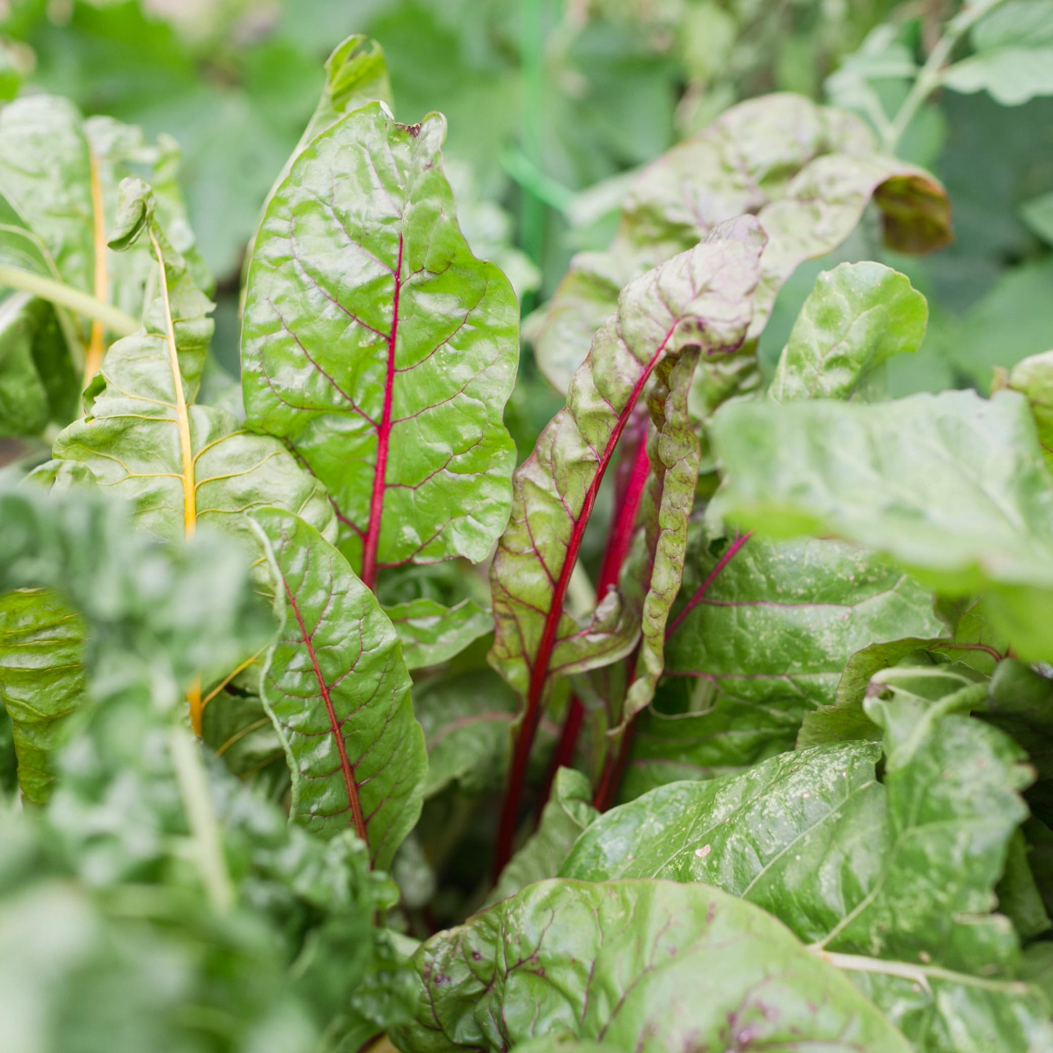 Sereniseed Rainbow Chard seeds with colorful stems for plates