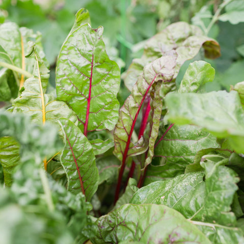 Sereniseed Rainbow Chard seeds with colorful stems for plates
