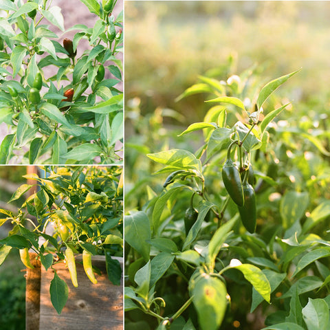 Sereniseed seeds stored in a controlled cooler signaling freshness and high germination potential.