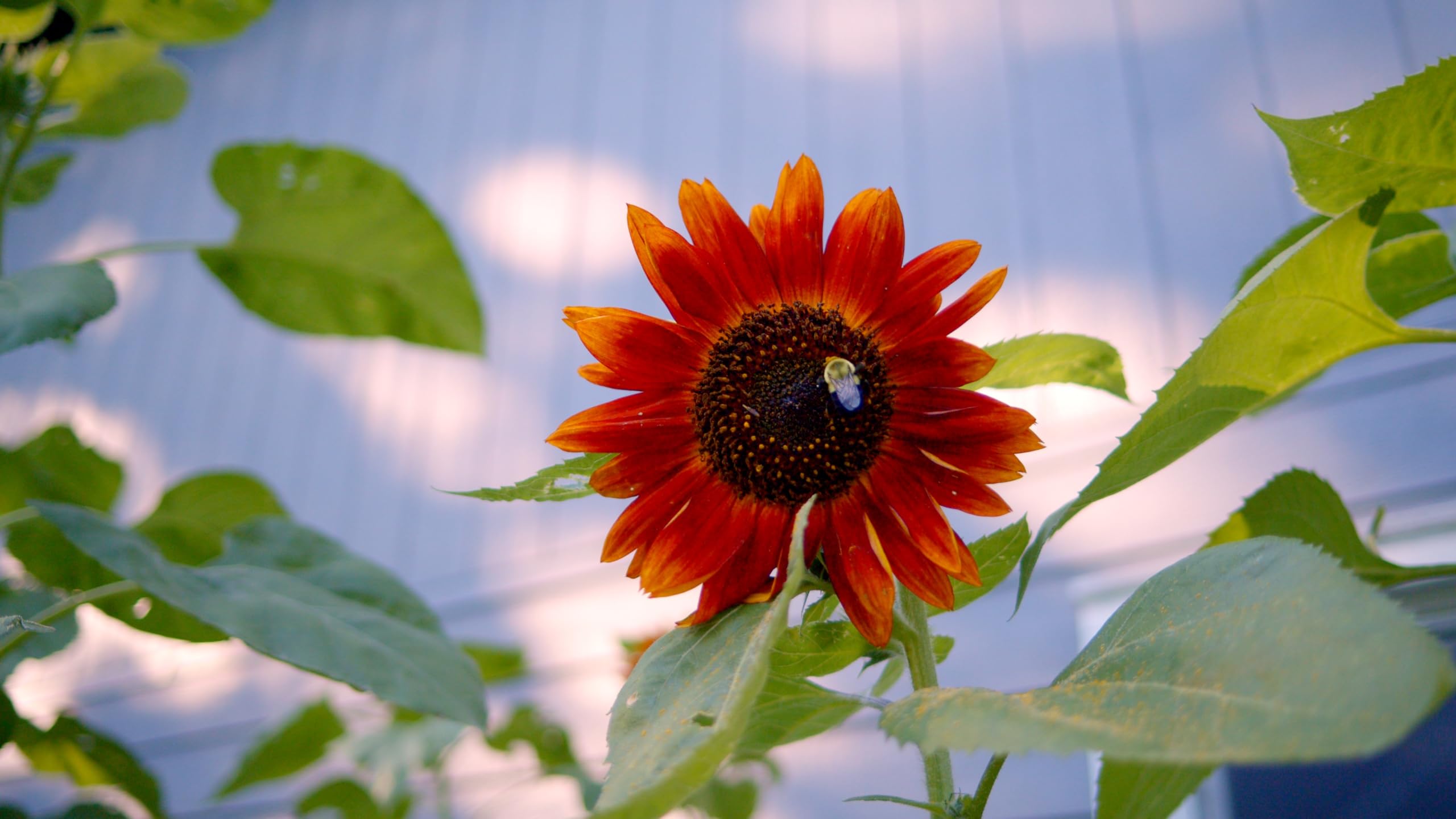 Sereniseed Lemon Queen sunflower seeds offer bright petals and cheerful garden color.