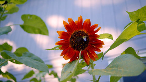 Sereniseed Lemon Queen sunflower seeds offer bright petals and cheerful garden color.