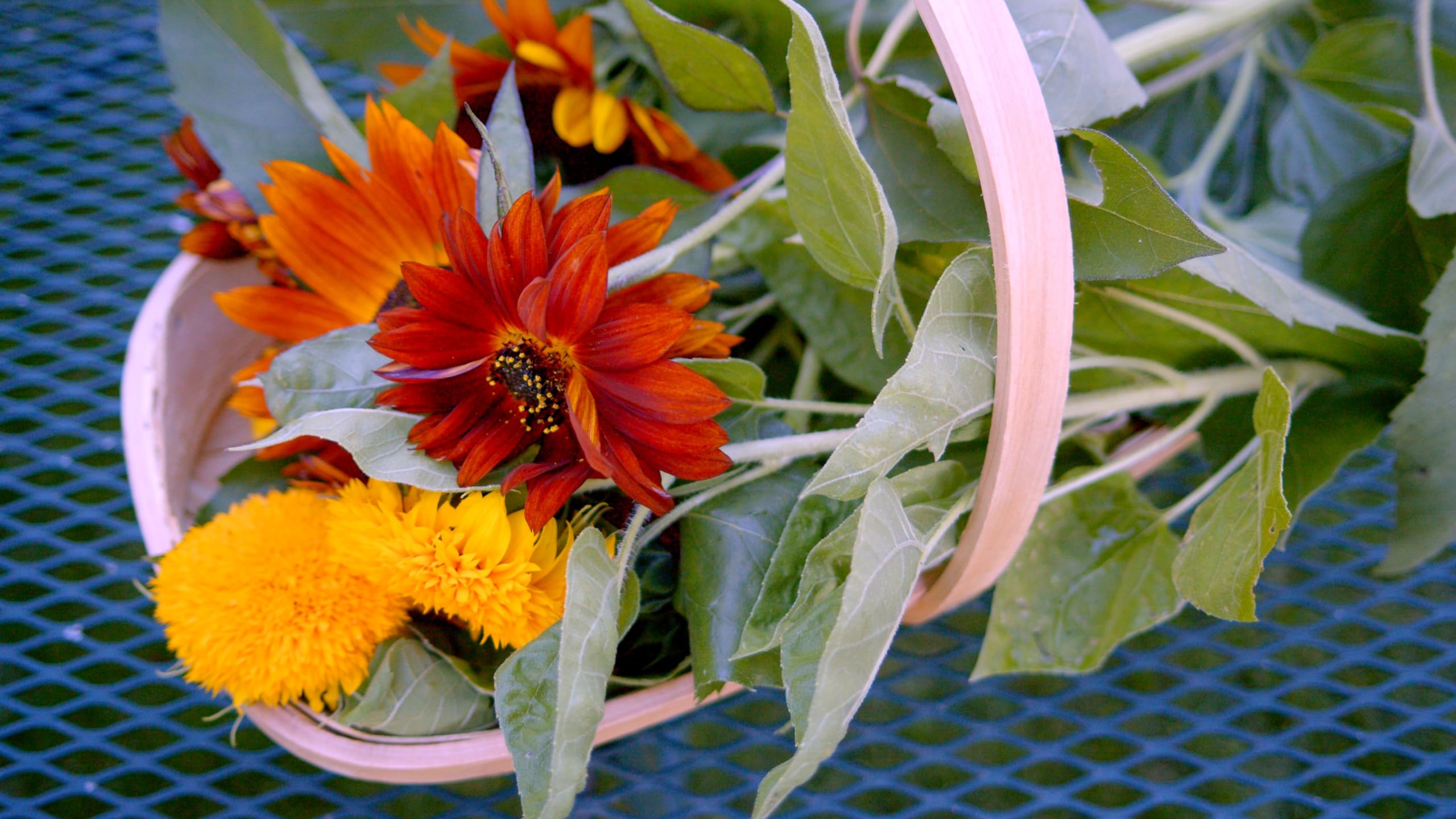 Sereniseed Mammoth Grey Stripe sunflower seeds for large plants and dramatic blooms.