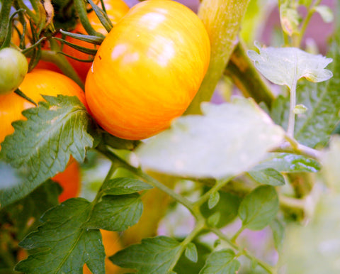 Sereniseed Black Krim tomato seeds yielding dark-fruited tomatoes with rich flavor for slicing.