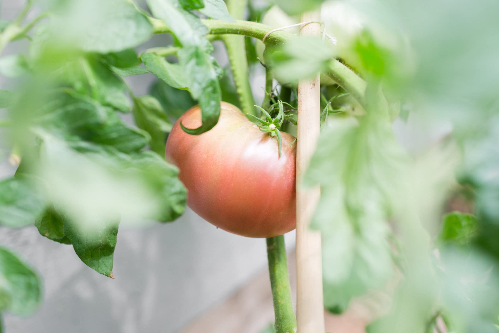 Sereniseed Brandywine Pink tomato seeds offering large, flavorful tomatoes for sandwiches.