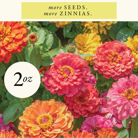 Sereniseed zinnia seeds garden bloom preview for colorful borders.