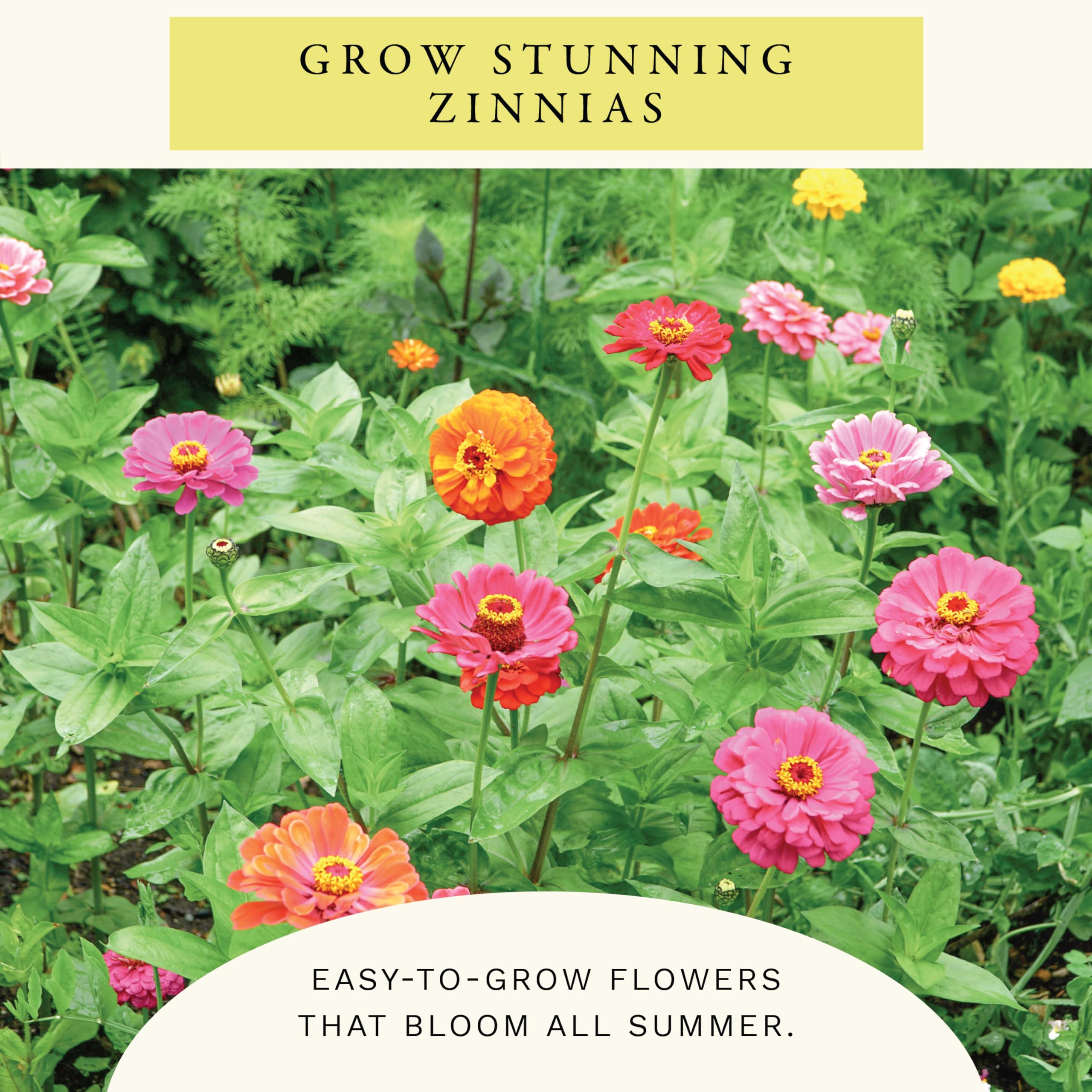 Sereniseed zinnia seeds offer long-lasting color for summer bouquets.