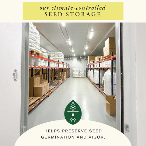 Sereniseed zinnia seeds open-pollinated heritage for diverse beds.