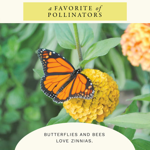 Sereniseed zinnia seeds for pollinator gardens attract butterflies.