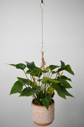 Sersberg plant hanger assembly highlights adjustable length for ideal height