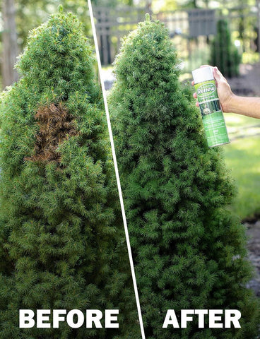 Seymour RENEW is suitable for commercial use on yards and golf courses.