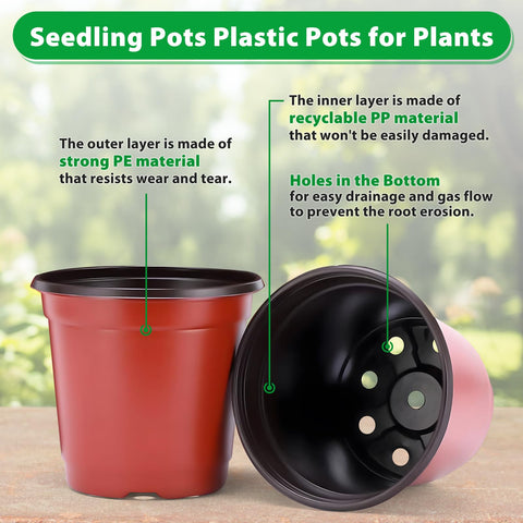 Sfee succulent propagation pot designed for easy transplanting and growth.