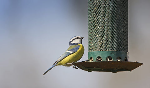 Birds enjoying Shafer Seed 51041, supports a vibrant outdoor birding experience.
