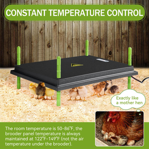 Shaledig brooder plate temperature display shows precise heat for growing chicks.