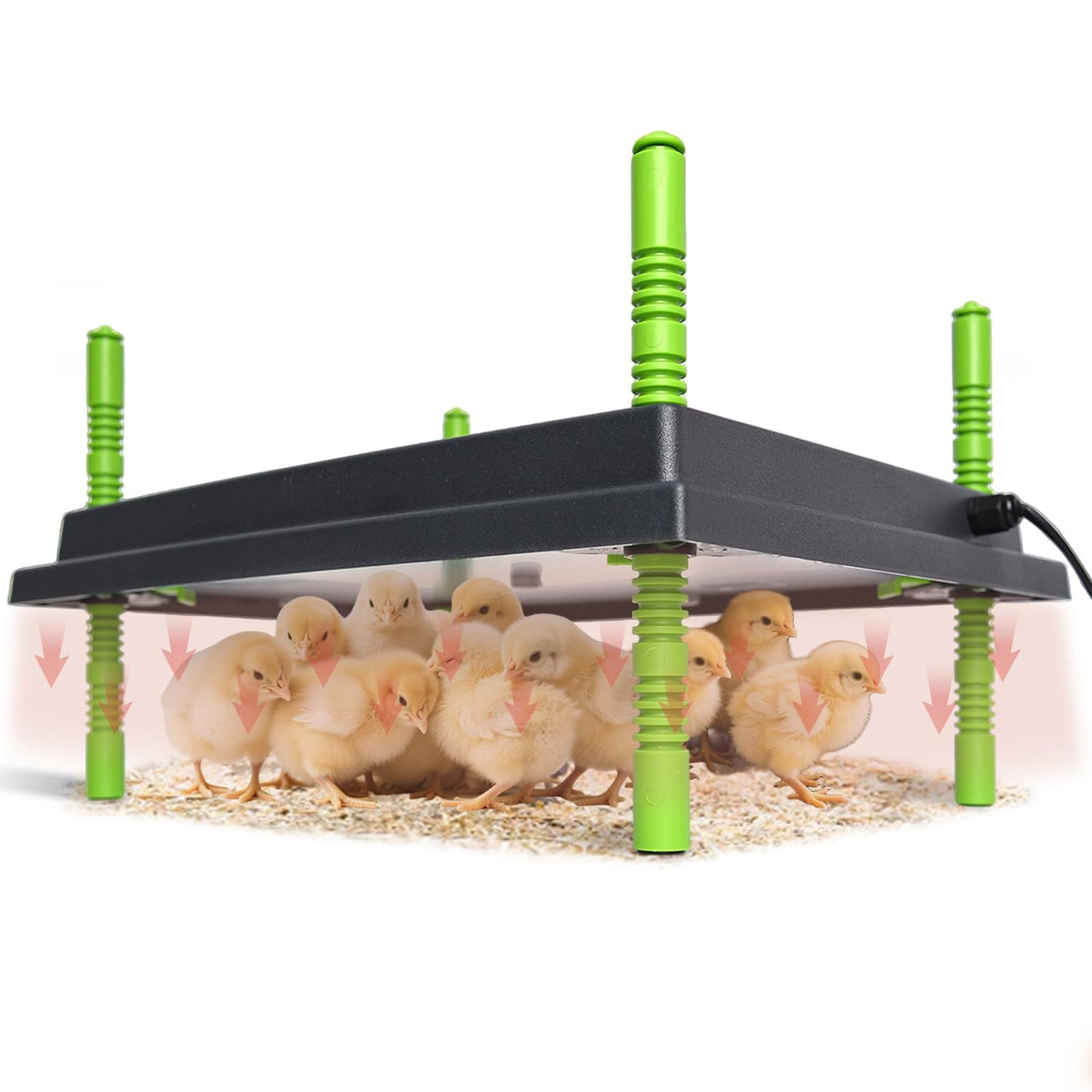 Shaledig chick brooder plate with 12x16 heating area keeps chicks warm.