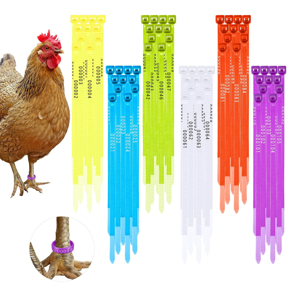 Shappy 120-pcs leg bands in six colors brighten flock identification.