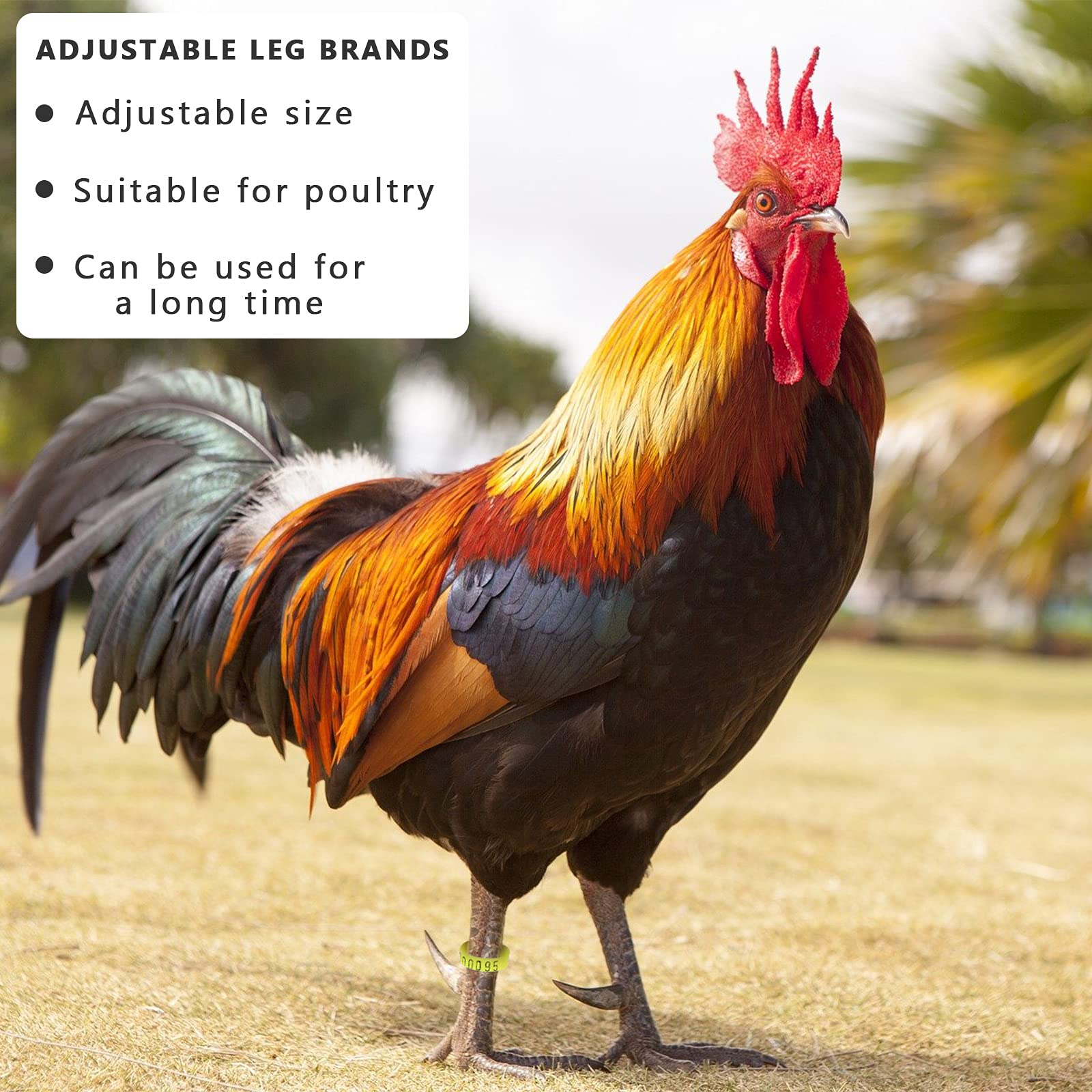 Shappy durable, non-toxic plastic ensures long-lasting use on busy farms.