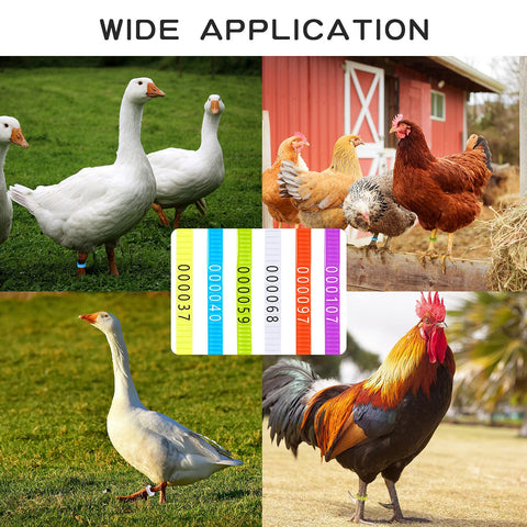 Shappy easy-application design makes securing bands quick and gentle on legs.