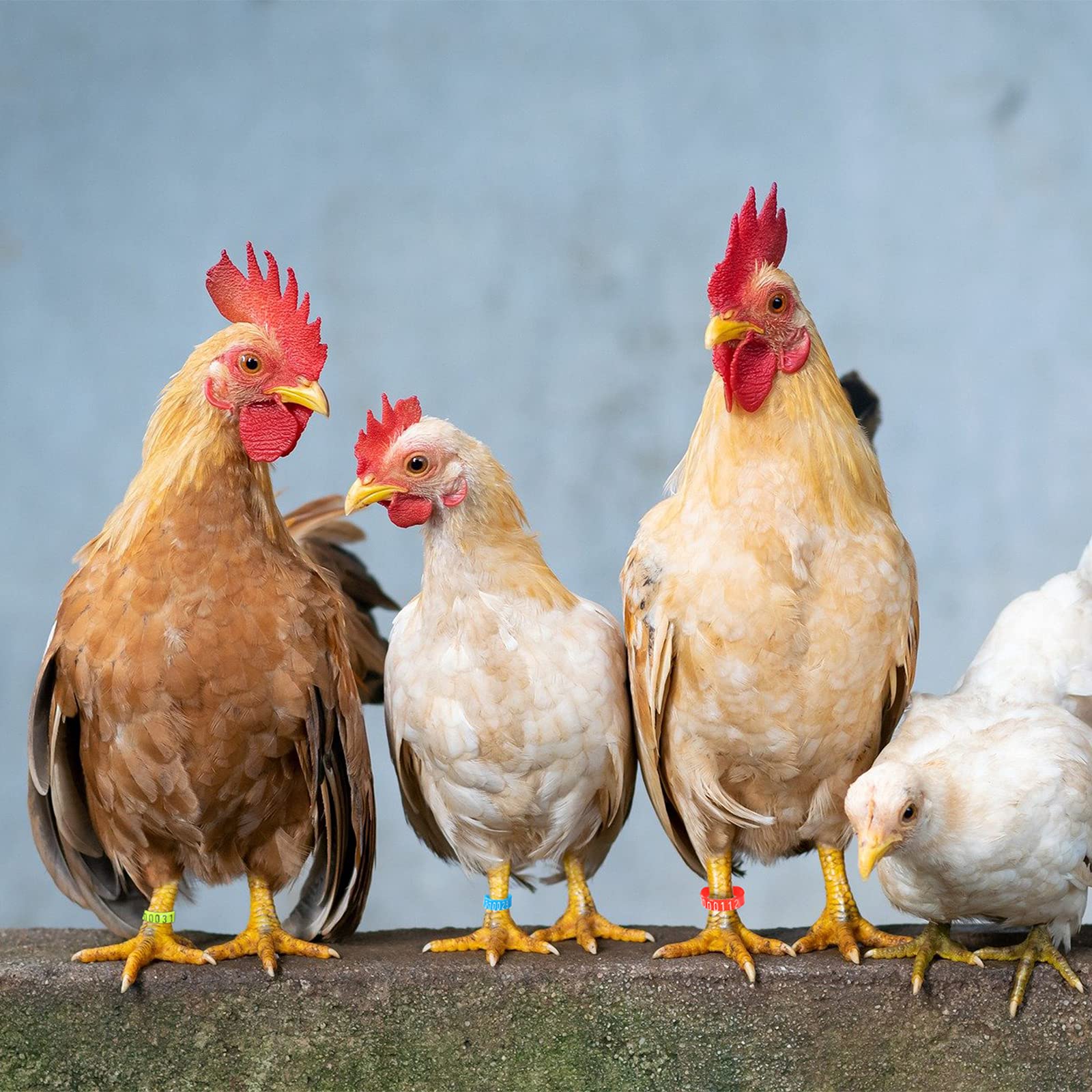 Shappy versatile bands support farm management and wire organization around the coop.