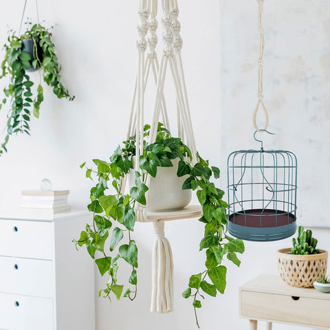 Shappy gift-ready pack ideal for plant lovers.