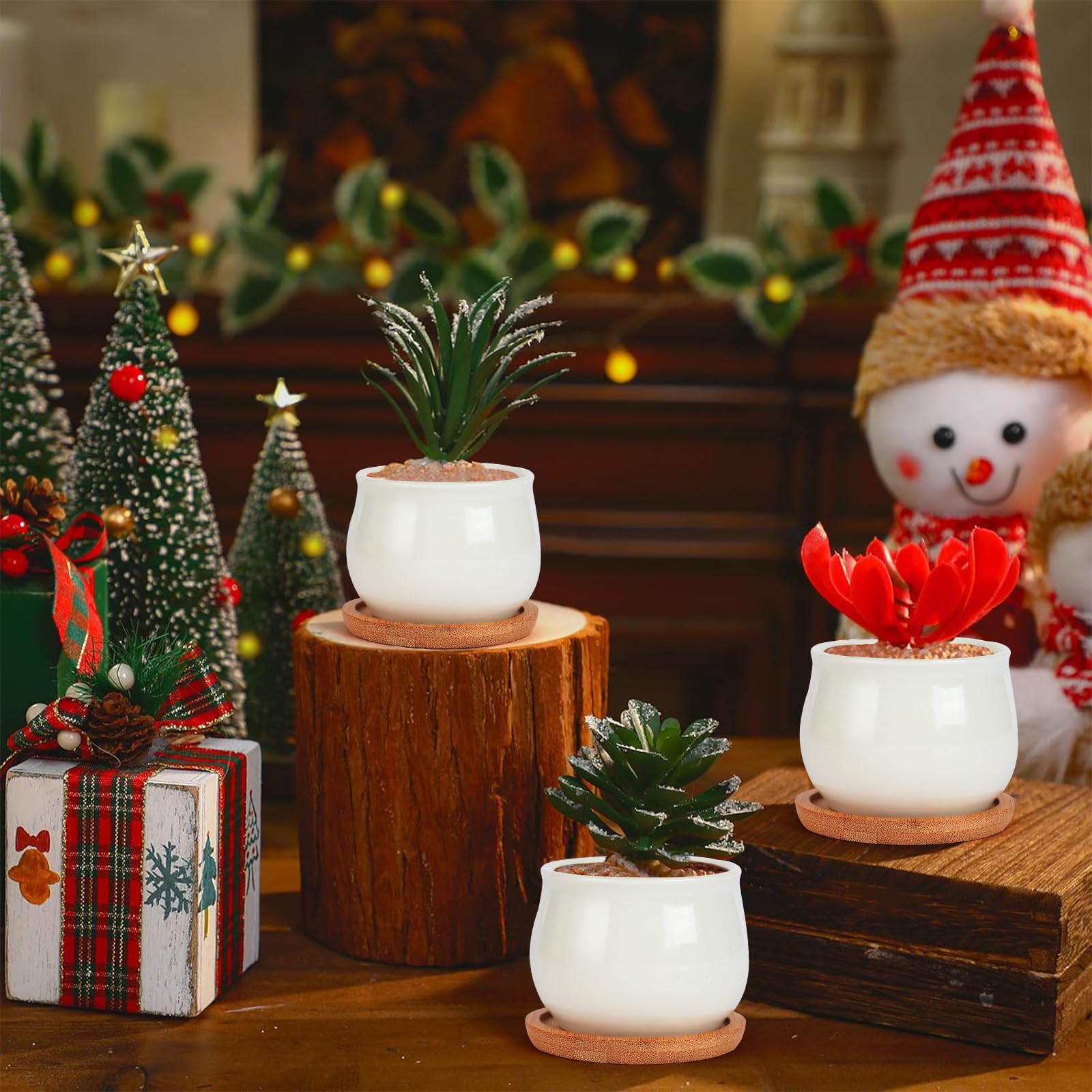 SHECIPIN pots are suited for succulents, cacti, and shallow-rooted plants.