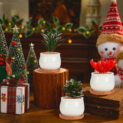 SHECIPIN pots are suited for succulents, cacti, and shallow-rooted plants.