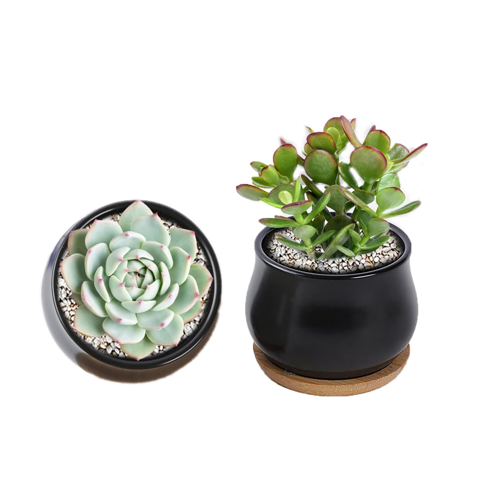 SHECIPIN two-pack succulent pots in black with a matte finish for stylish plant display.
