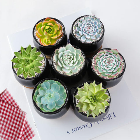 SHECIPIN close-up of the matte black ceramic pot designed for small plants.