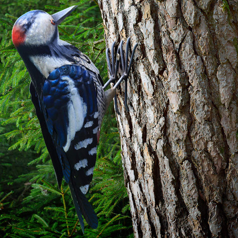 Shefio metal woodpecker bird figurine adds durable outdoor charm to your garden.