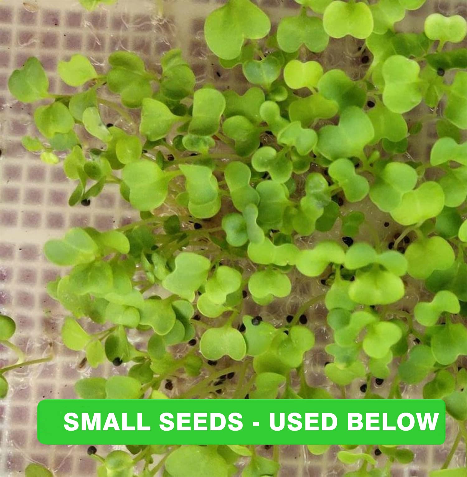 SHEING germinating paper; easy to place seeds and moisten for quick starts.