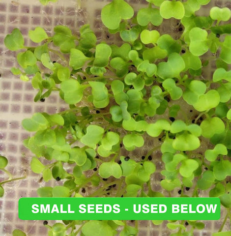 SHEING germinating paper; easy to place seeds and moisten for quick starts.