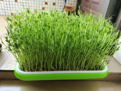SHEING paper supports microgreens and sprouts growth in compact spaces.