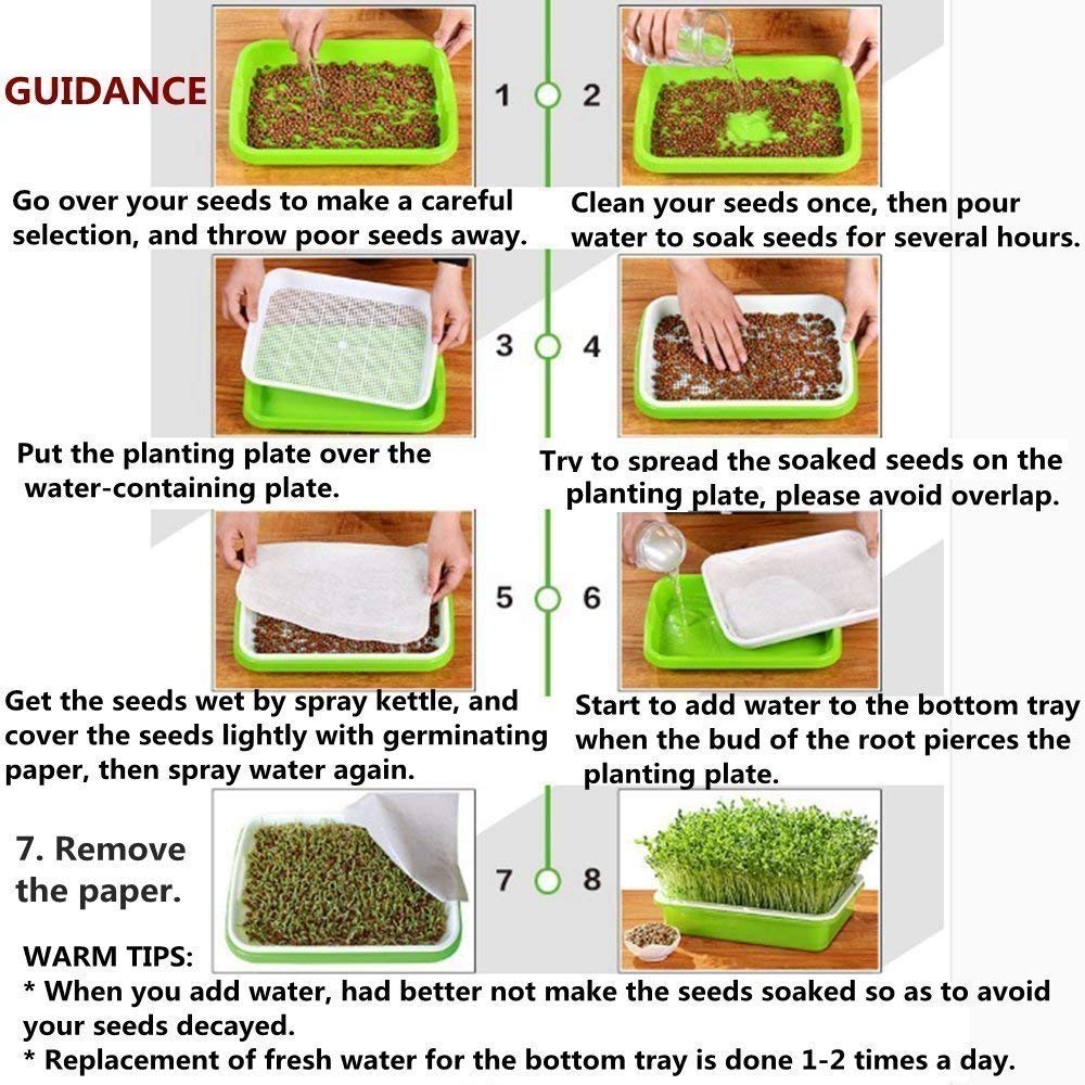 SHEING Seed Sprouter Tray ready-for-use setup for quick kitchen sprouts.