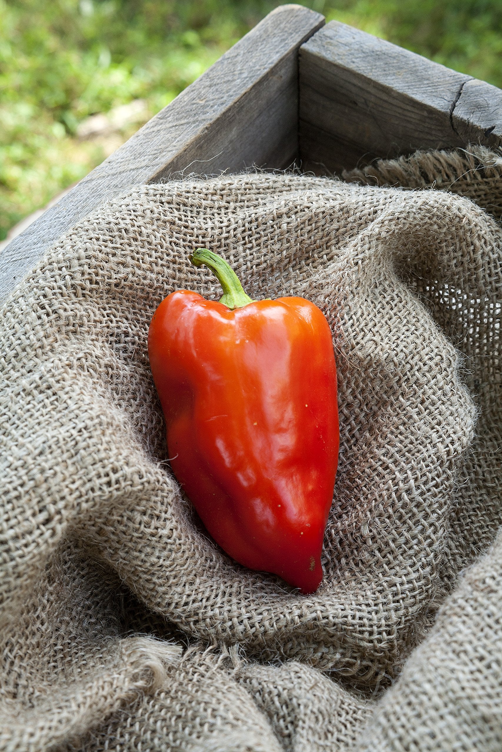 Feherozon Hungarian sweet paprika fruit on a healthy plant, vibrant color and versatile cooking potential.