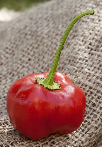 Sherwoods Malawi Piquante Pepperdew seeds seed packet for long-season gardening and stuffing peppers.
