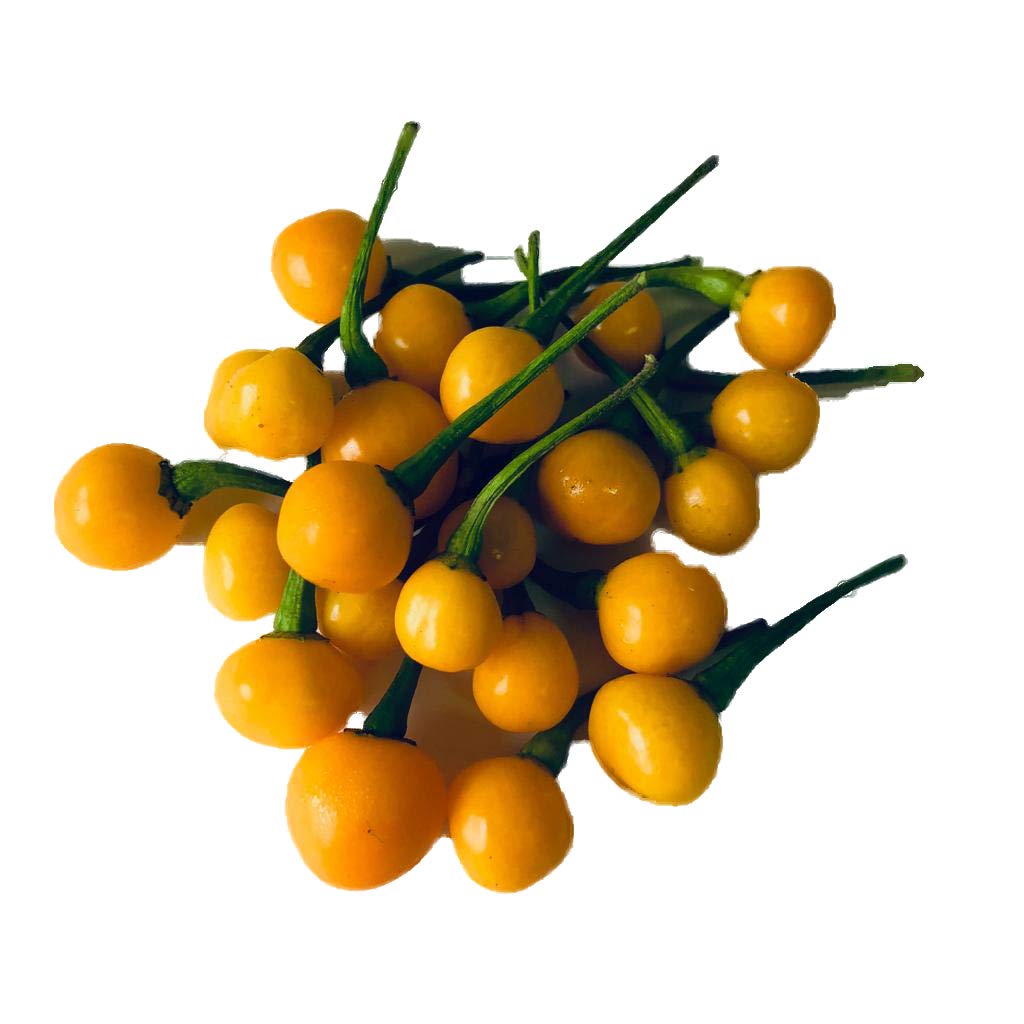 Sherwoods Seeds Aji Charapita seeds packet for heirloom pepper cultivation and flavorful dishes.