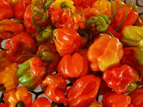 Ripe Aji Dulce Red peppers on the plant, ideal for fresh cooking and roasting.