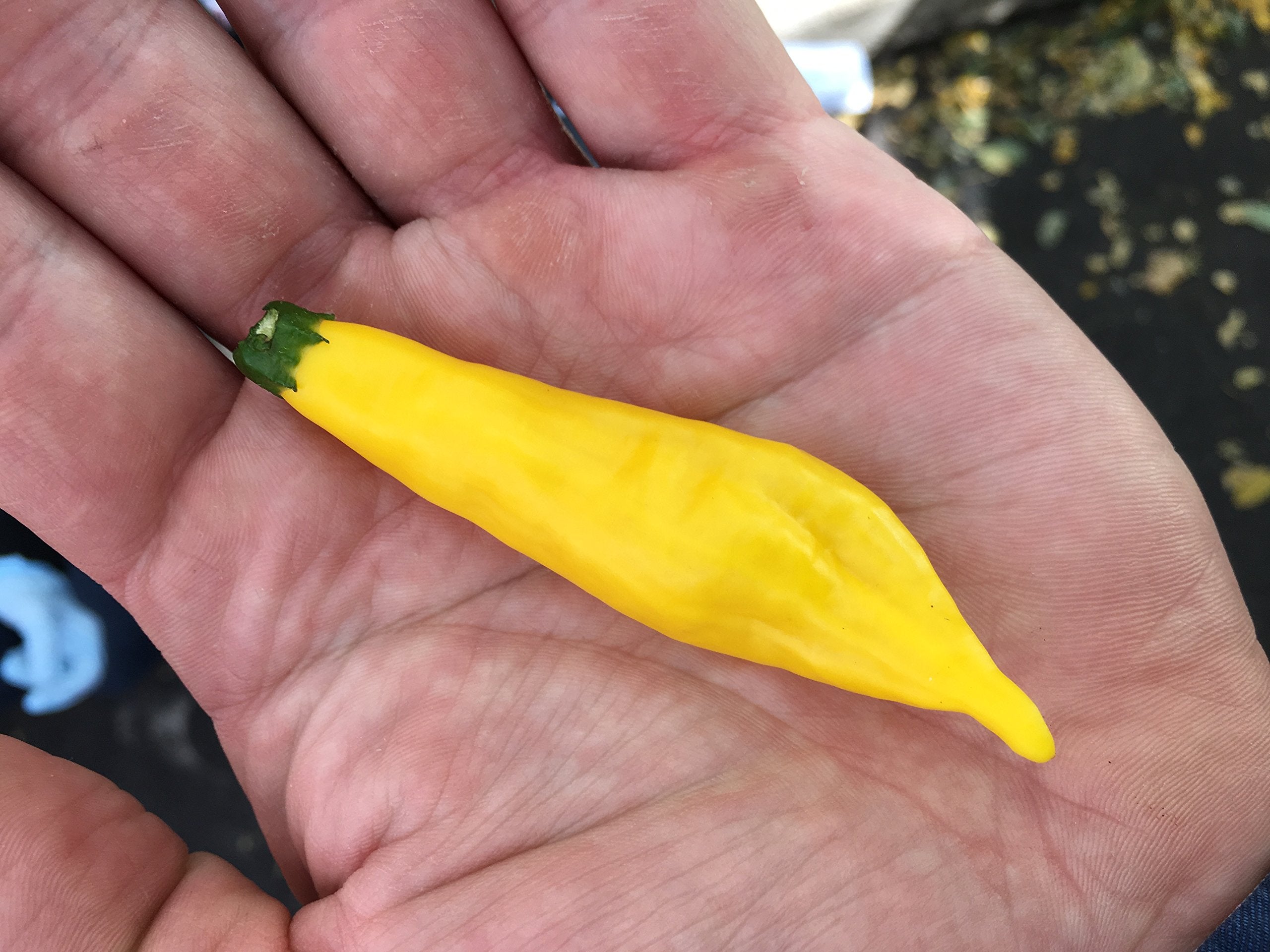 Sherwoods Seeds Aji Lemon Drop plant with yellow fruits for culinary use