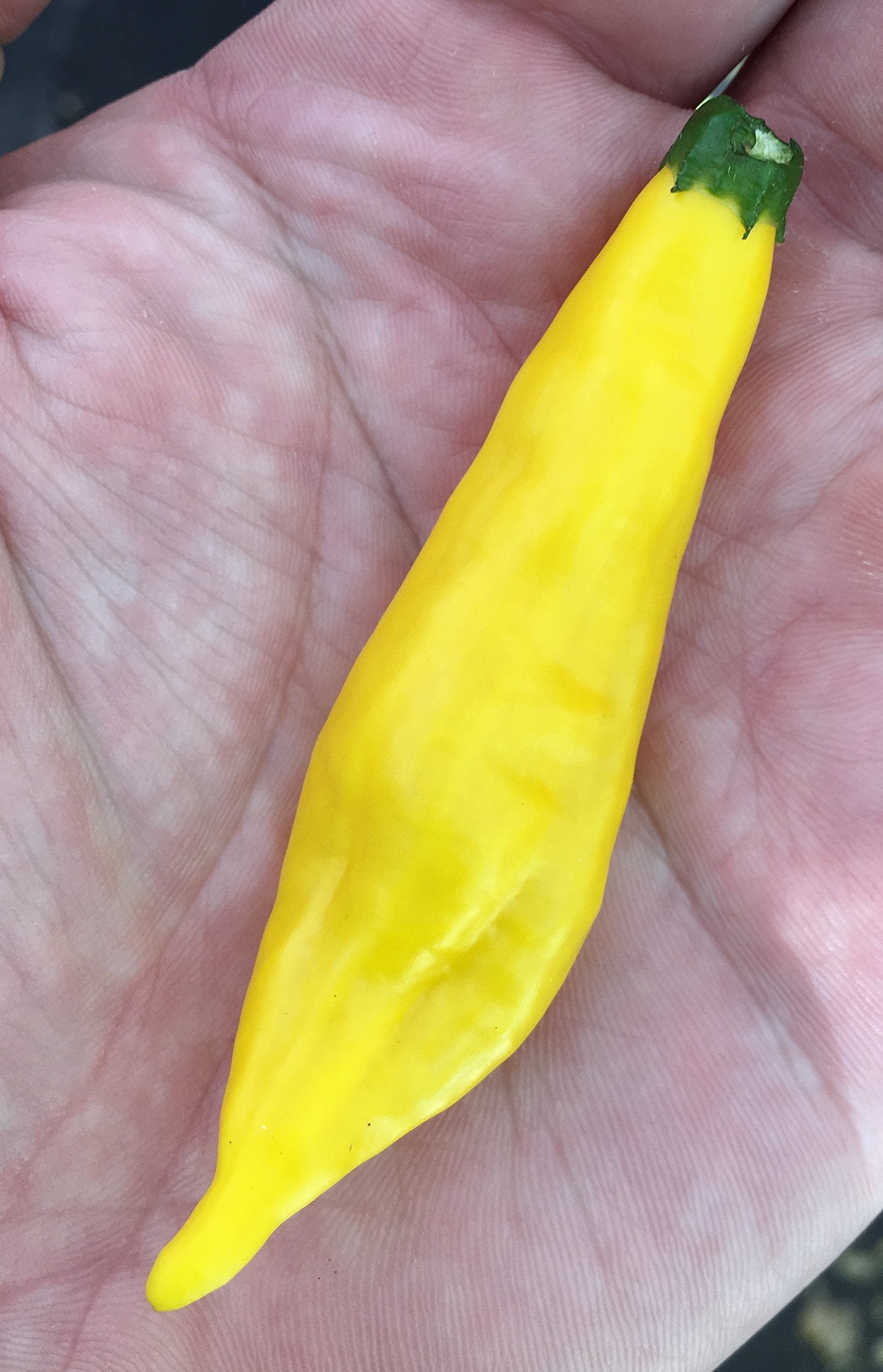 Sherwoods Seeds Aji Lemon Drop peppers shine in salsas with fruity heat
