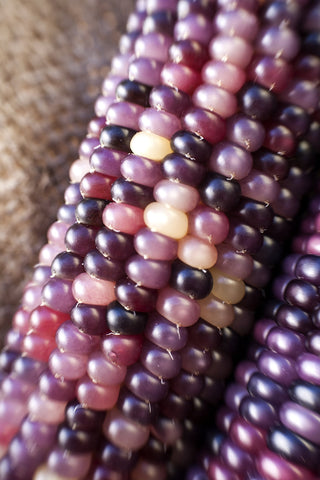 Sherwoods Seeds Amethyst Dream glass gem corn ear with vibrant purple kernels for decorative harvest.