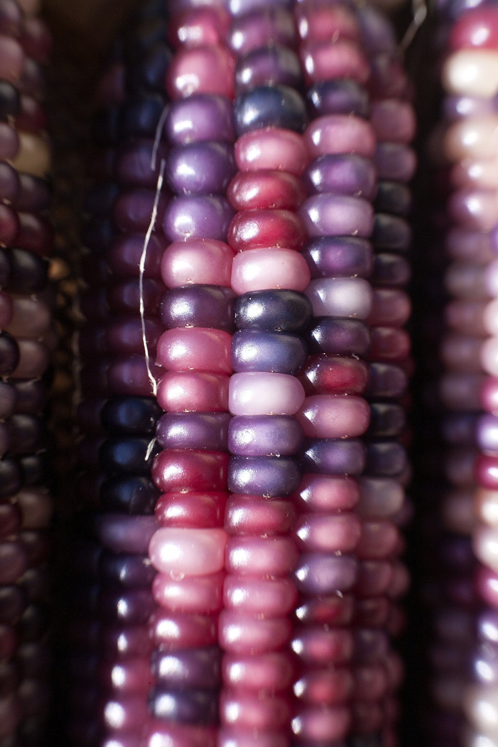 Sherwoods Seeds Amethyst Dream glass gem corn packet showcases a rare ornamental variety.