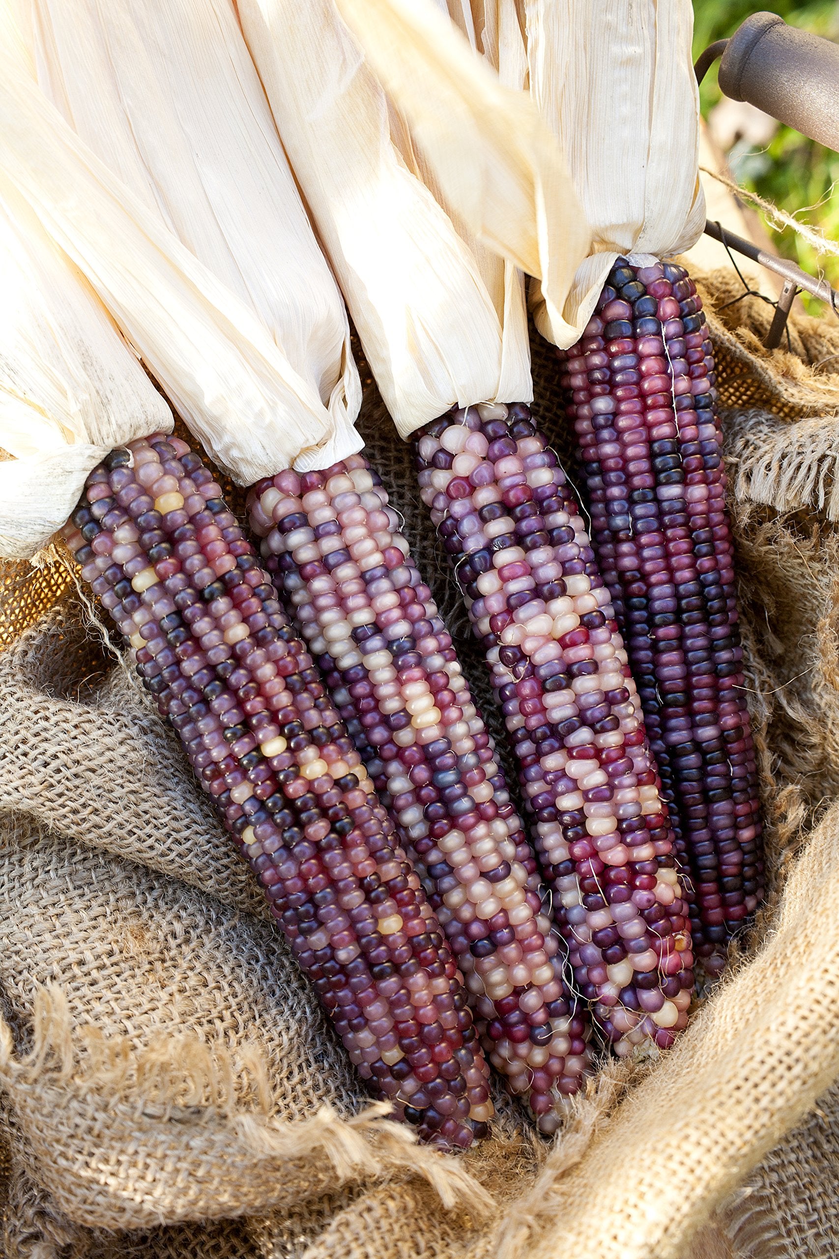 Sherwoods Seeds Amethyst Dream glass gem corn row displays colorful ears in the garden.