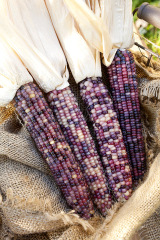Sherwoods Seeds Amethyst Dream glass gem corn row displays colorful ears in the garden.